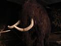 Mamut